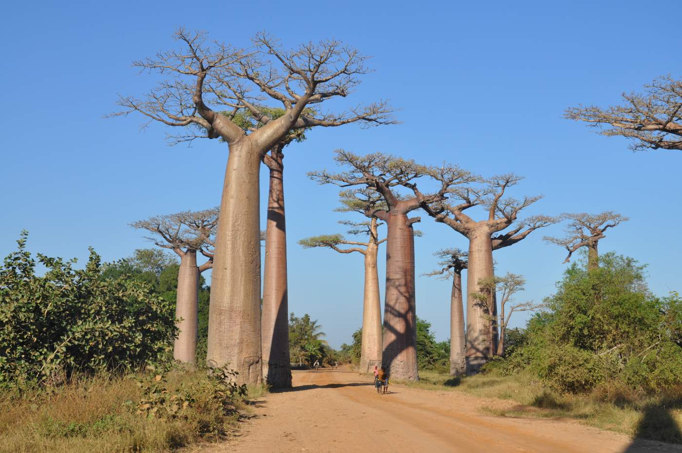 Baobab